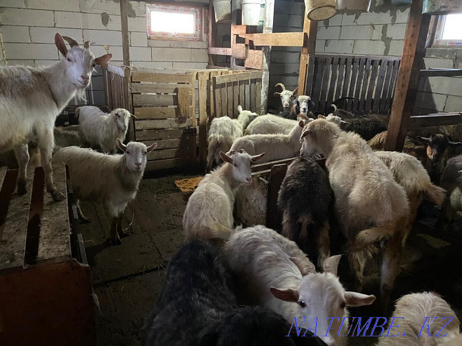 Породистые козы и козлята Астана - изображение 3