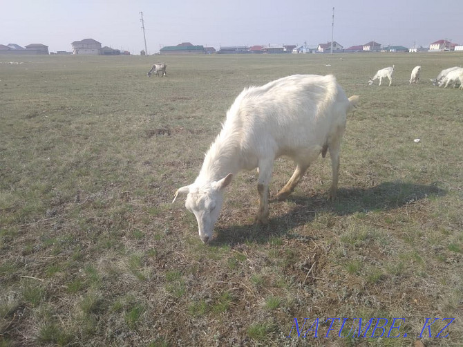 Породистые козы и козлята Астана - изображение 4