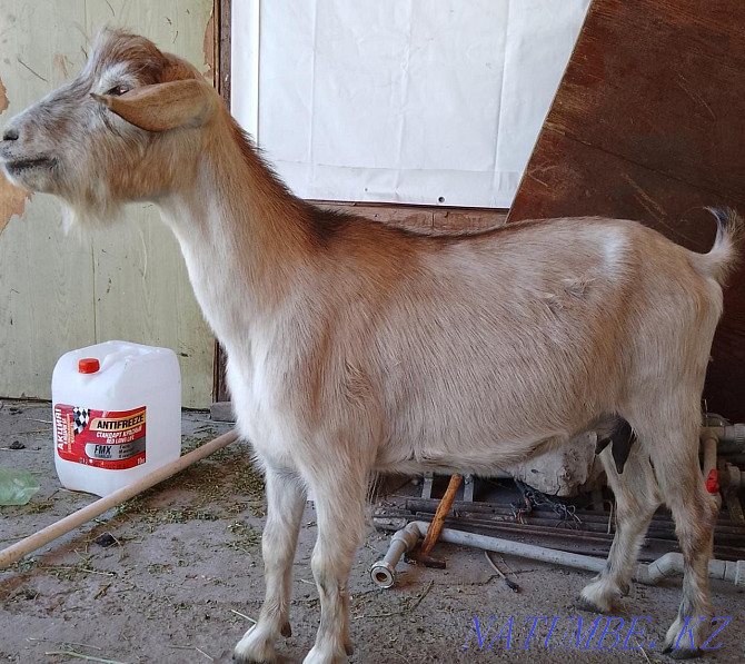 продам козу с козленком Бесагаш - изображение 1