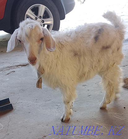 I will sell a goat with a kid Бесагаш - photo 2