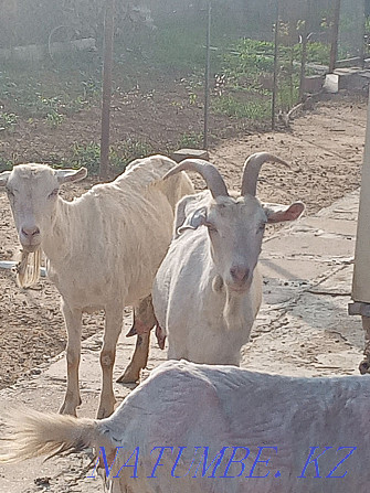 Saanen goats for sale Lenger - photo 3