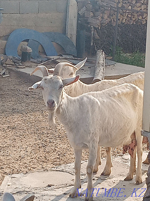 Saanen goats for sale Lenger - photo 4