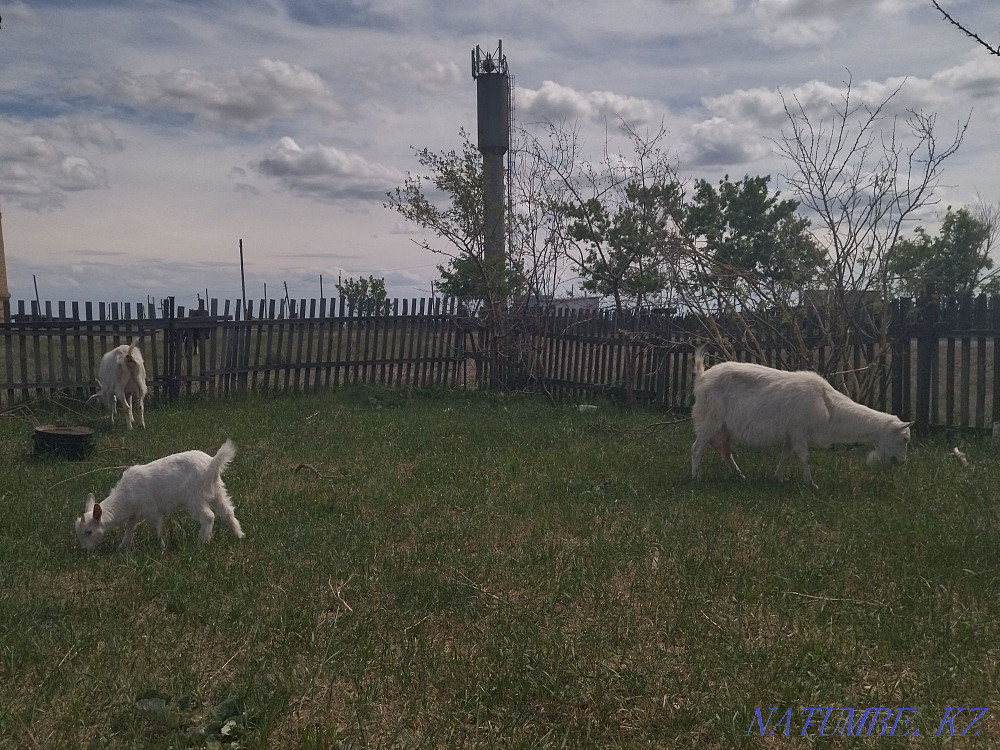 Продам коз 10 голов Черкасск - изображение 1