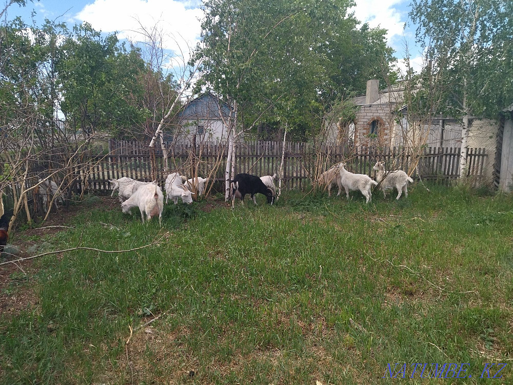 Продам коз 10 голов Черкасск - изображение 4