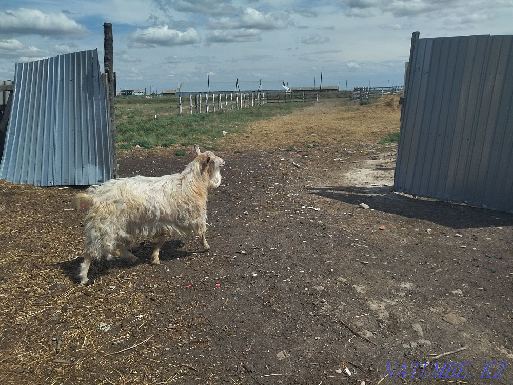 Продам коз 10 голов Черкасск - изображение 3