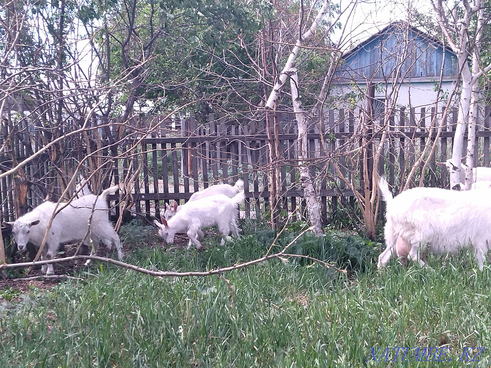 Продам коз 10 голов Черкасск - изображение 2