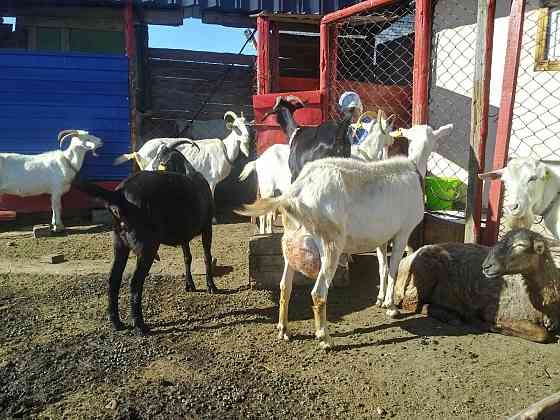 Продам коз зааненские и альпийские  отбасы 