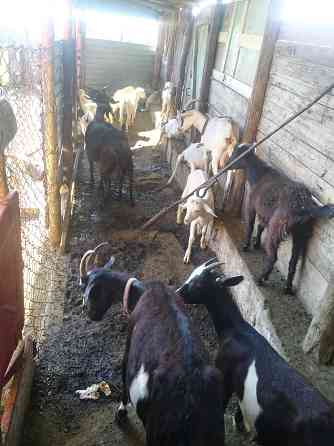 Продам коз зааненские и альпийские  отбасы 