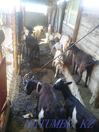 Продам коз зааненские и альпийские Семей - изображение 4