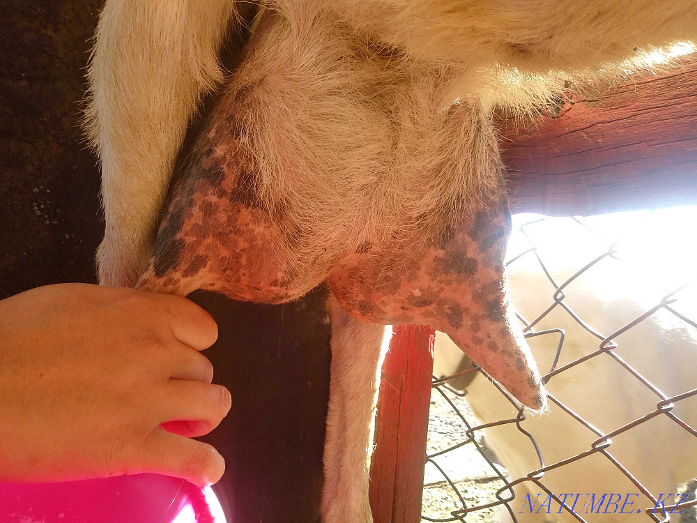 I will sell goats Saanen and Alpine Semey - photo 3