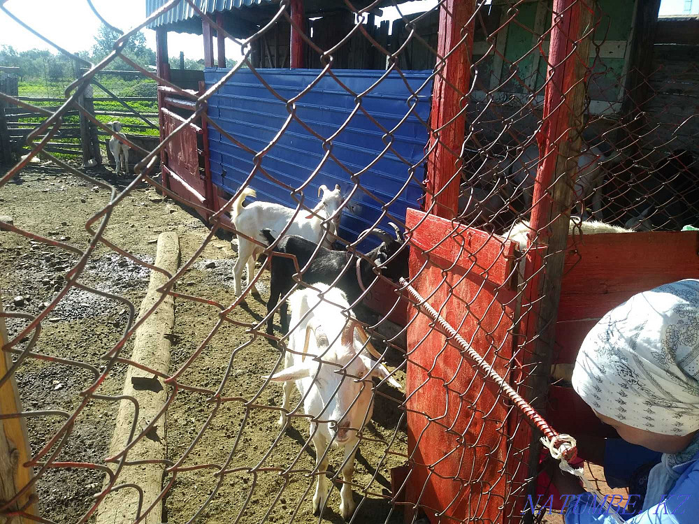 I will sell goats Saanen and Alpine Semey - photo 2