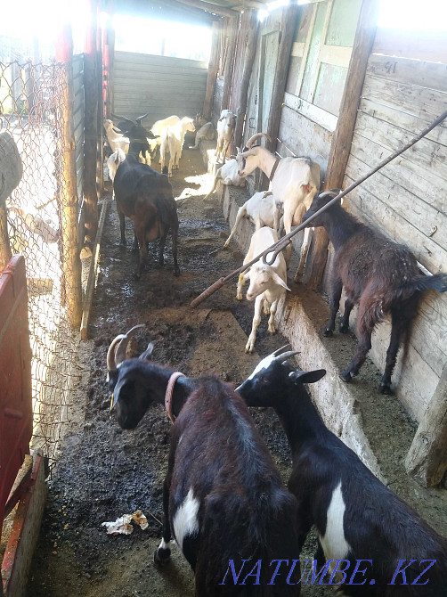 I will sell goats Saanen and Alpine Semey - photo 4
