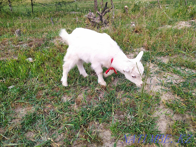 Goats Eshki lactar wholesale Нурмухамеда Есентаева - photo 2