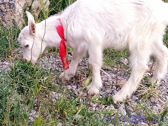 Goats Eshki lactar wholesale Нурмухамеда Есентаева - photo 3