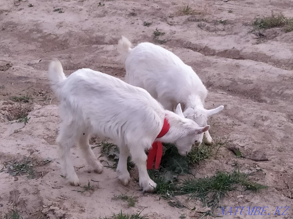 Козы Ешкі лактар оптом Нурмухамеда Есентаева - изображение 4