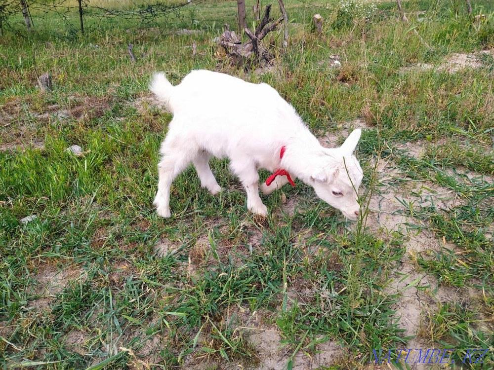 Козы Ешкі лактар оптом Нурмухамеда Есентаева - изображение 2