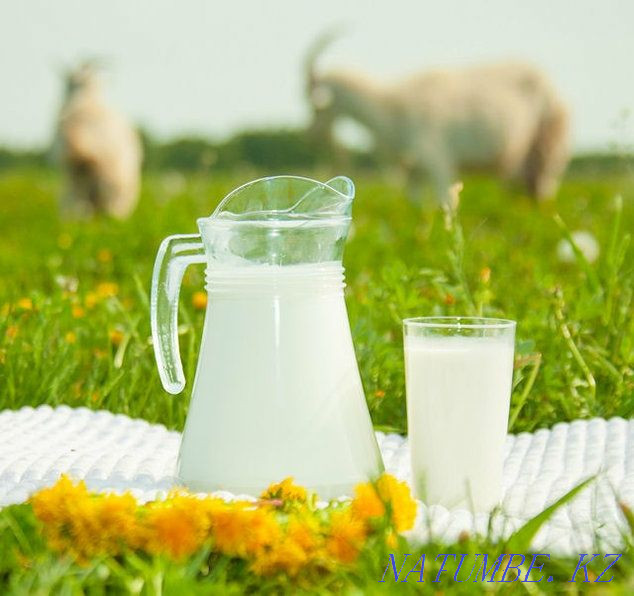 Козе молоко Ешкі сути 500тенге есть доставка в районе Чапаевка Нурмухамеда Есентаева - изображение 2
