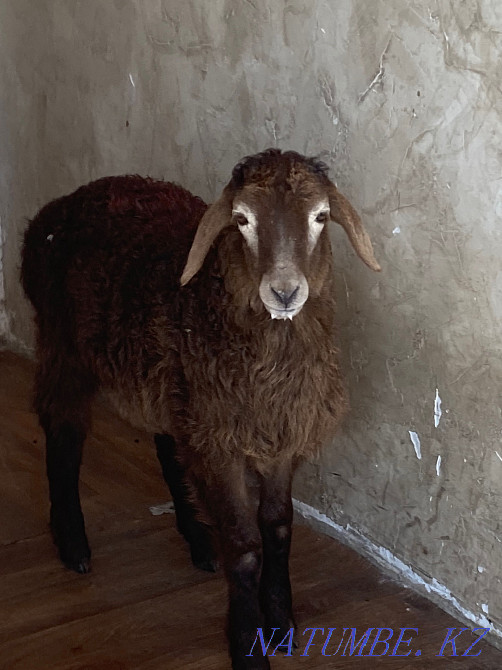 Goats satamyn urgently!  - photo 1