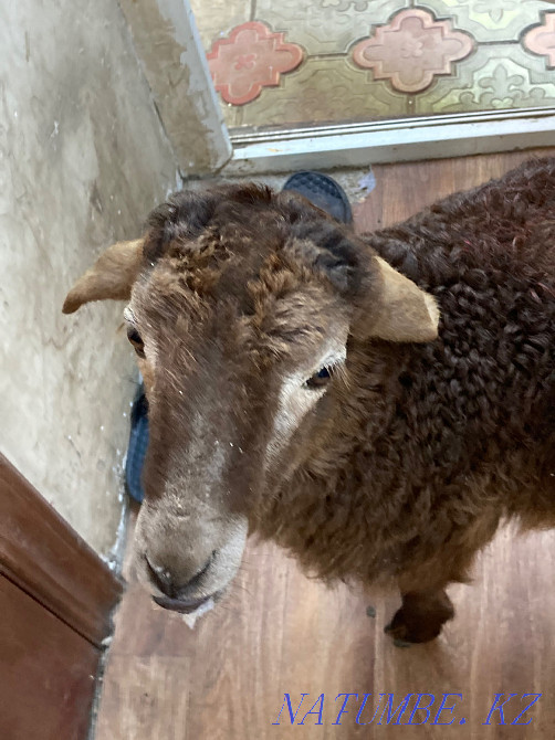 Goats satamyn urgently!  - photo 2