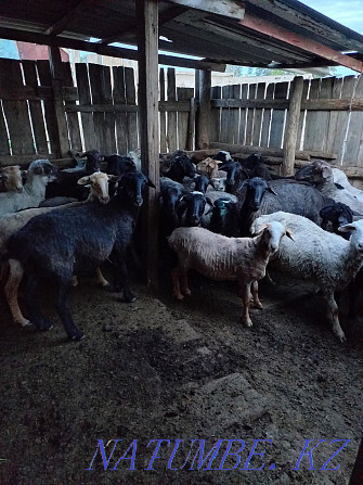 18 koi 18 goats.wholesale  - photo 3