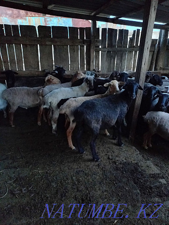18 koi 18 goats.wholesale  - photo 1