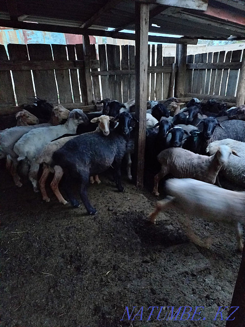 18 koi 18 goats.wholesale  - photo 4