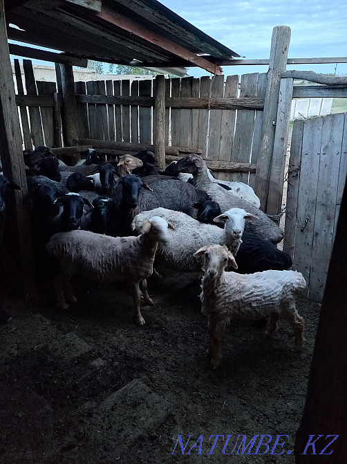 18 koi 18 goats.wholesale  - photo 2