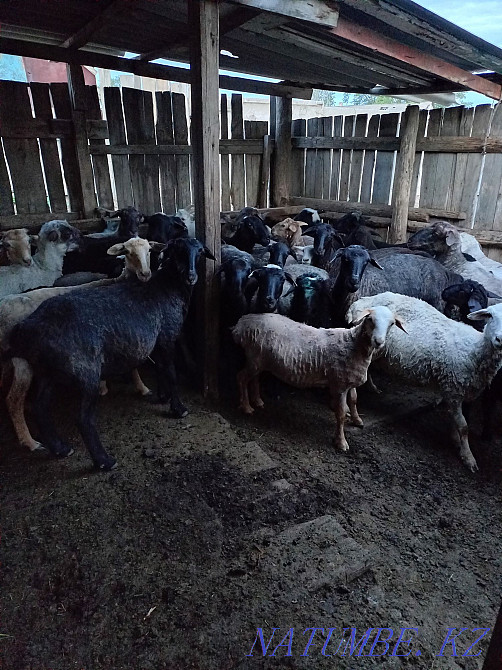 18 koi 18 goats.wholesale  - photo 3