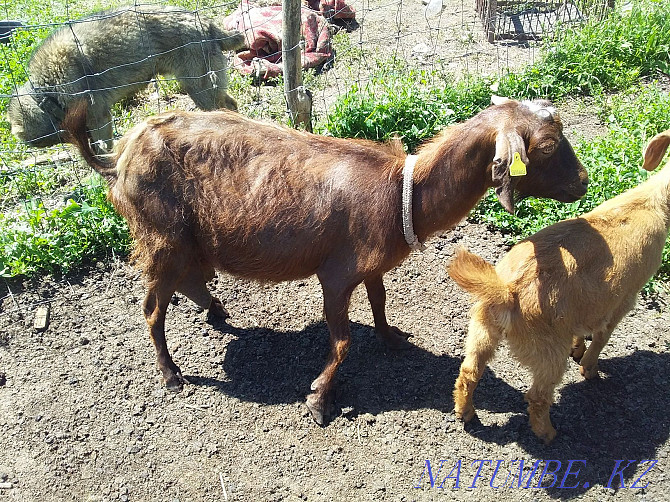 Продам козы и козлят Талгар - изображение 1