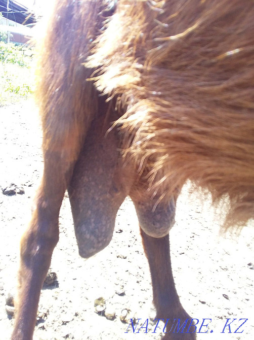 Продам козы и козлят Талгар - изображение 4