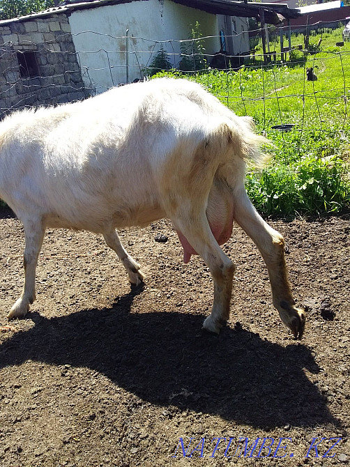 Продам козы и козлят Талгар - изображение 3