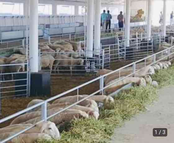 Ограждения стада-поголовья скота: стойловое ограждение для овец и коз Astana