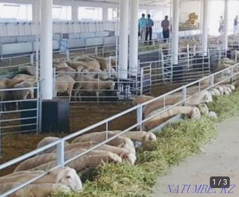 Ограждения стада-поголовья скота: стойловое ограждение для овец и коз Астана - изображение 1