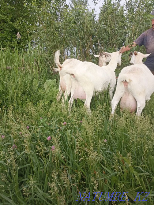 Продам козу Алматы - изображение 1