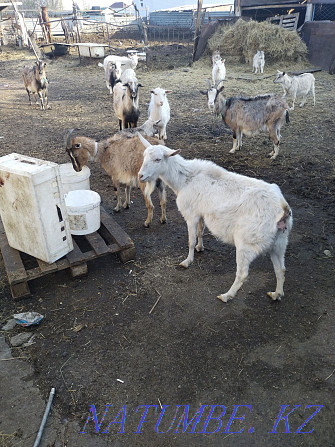 Dairy goats Astana - photo 2