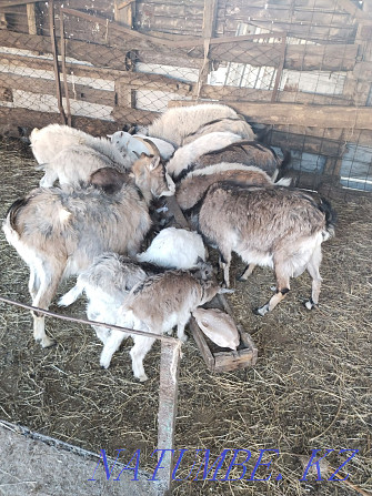 Dairy goats Astana - photo 4
