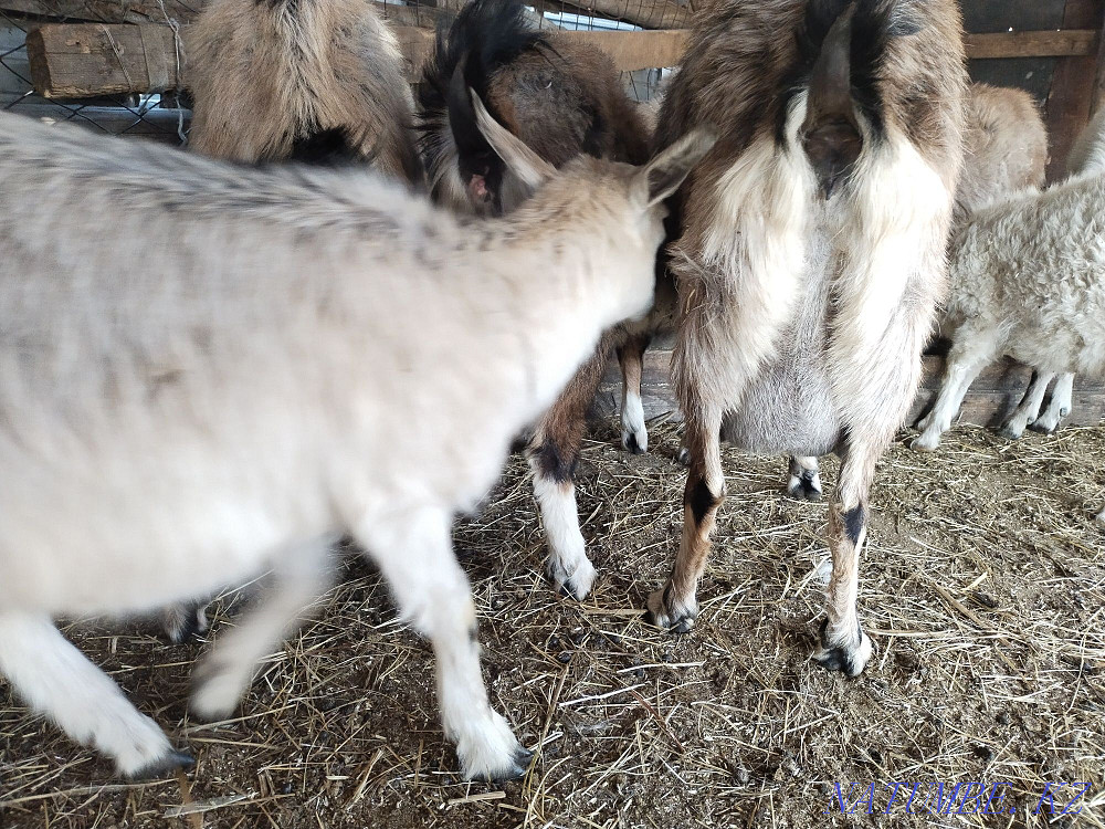 Dairy goats Astana - photo 3