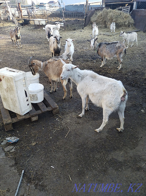 Dairy goats Astana - photo 2