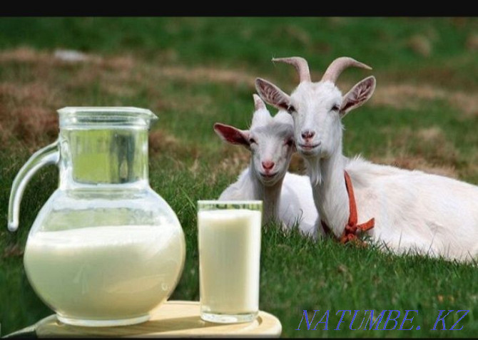 Goat milk. Eshki Essence Bar Turkestan - photo 1
