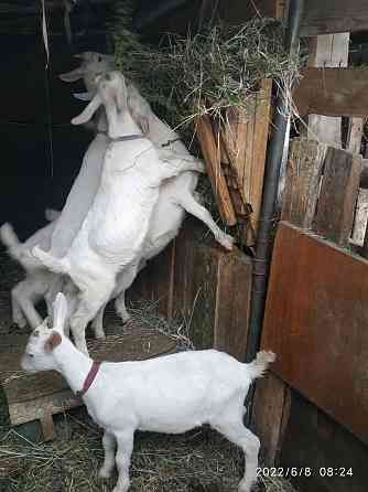 Дойная коза с козлятами Kokshetau