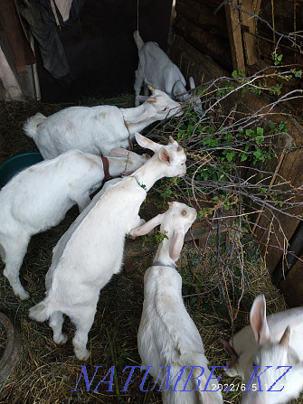 Дойная коза с козлятами Кокшетау - изображение 3