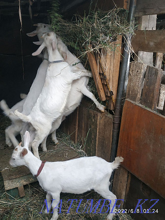 Дойная коза с козлятами Кокшетау - изображение 2
