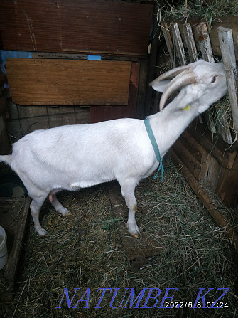Дойная коза с козлятами Кокшетау - изображение 1