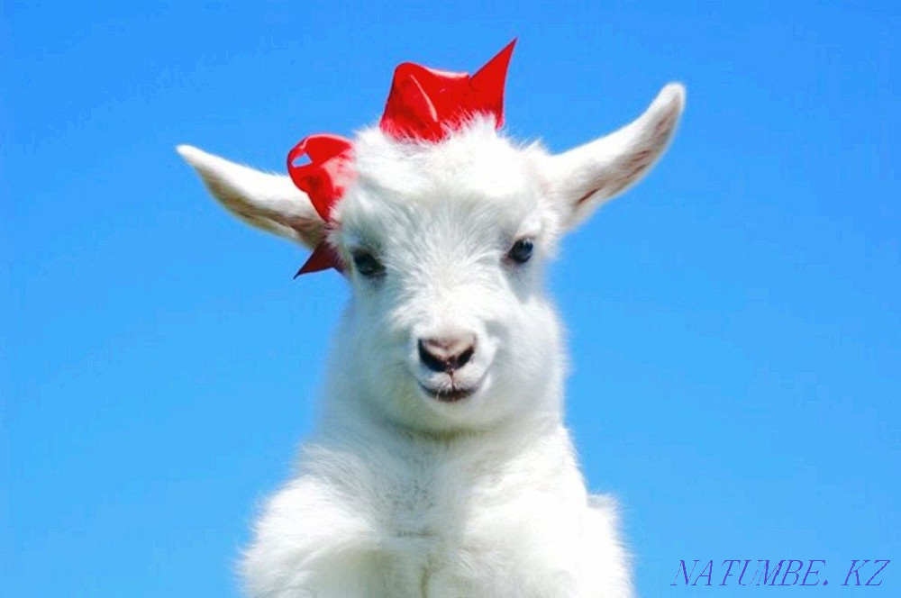 Goat milk ESHKI essence Shymkent - photo 1