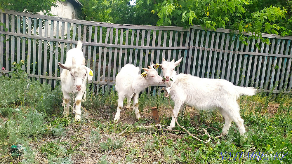 Саанен балалары, ешкі сүті.  Атбасар - изображение 1