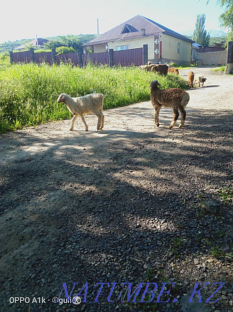 Satylady goats urgently. Esik - photo 3