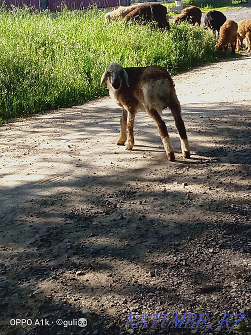 Satylady goats urgently. Esik - photo 2