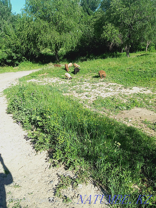 Satylady goats urgently. Esik - photo 1