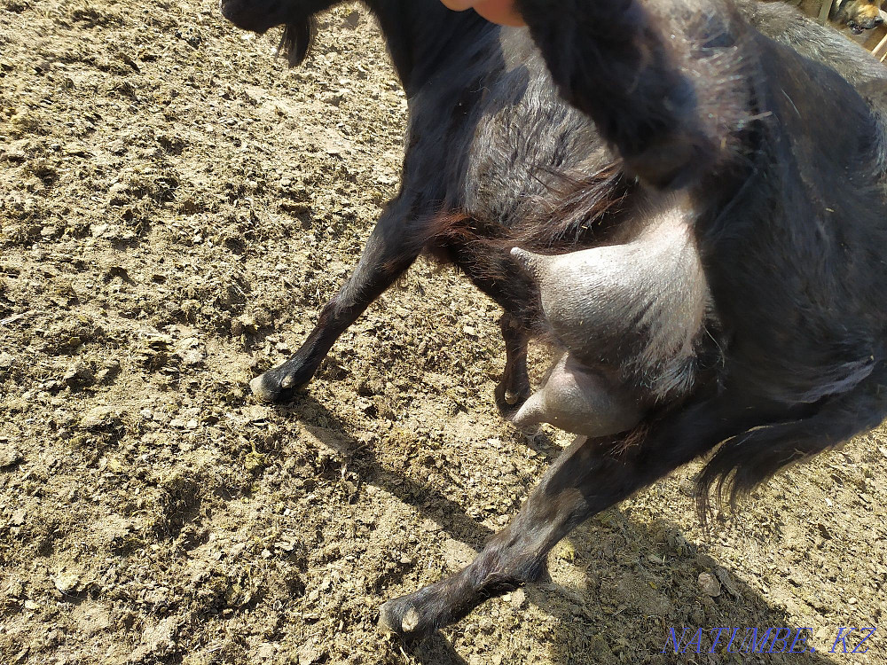 Козы молочного направления дойные Астана - изображение 1