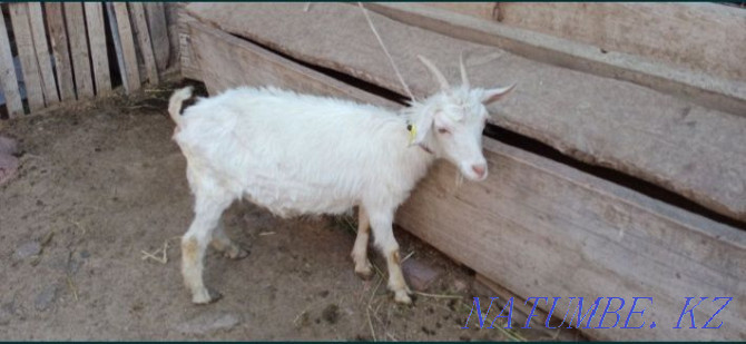 Sell Saanen goat Qaskeleng - photo 1